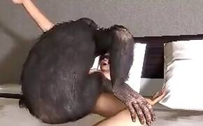 Zoo porno and bestiality